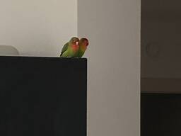 2 perroquets inséparables