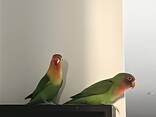 2 perroquets inséparables - photo 4