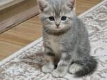 4 chatons Scottish Fold - фото 1