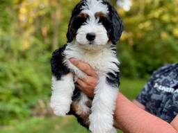 6 chiots Bernedoodle F1 de taille moyenne à vendre