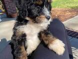 6 chiots Bernedoodle F1 de taille moyenne à vendre - photo 1
