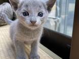 Adorables chatons Bleu Russe Prêts à rejoindre leur famille - photo 1