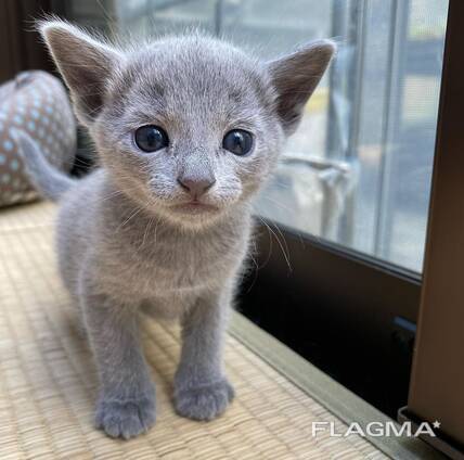 Adorables chatons Bleu Russe Prêts à rejoindre leur famille
