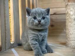 Adorables chatons British Shorthair