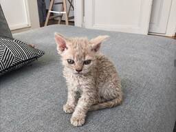 Adorables chatons Devon Rex