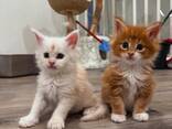 Adorables chatons Maine Coon Prêts à rejoindre leur famille - photo 1