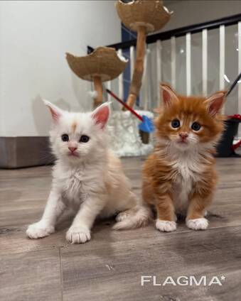 Adorables chatons Maine Coon Prêts à rejoindre leur famille