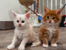 Adorables chatons Maine Coon Prêts à rejoindre leur famille