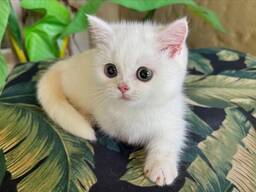 Adorables chatons Munchkin