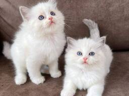 Adorables chatons persans