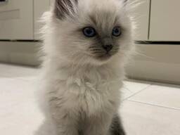 Adorables chatons Ragdoll