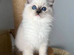 Adorables chatons Ragdoll Prêts à rejoindre leur famille