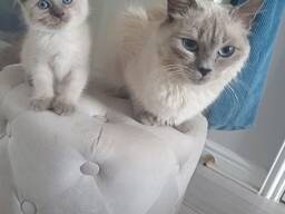 Adorables chatons siamois Prêts à rejoindre leur famille