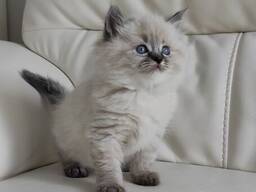 Adorables chatons sibériens