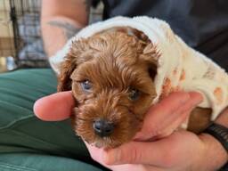 Affectueux Caniches Chiots