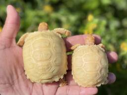 Albino sulcata tortoises for sale