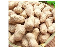 Best Quality Groundnuts Kernels High Protein Raw Peanuts For Sale