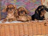 Charles spaniel girls for sale. - photo 2