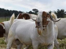 Breeding Stock Boer Goat