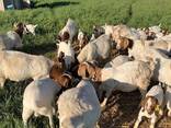 Breeding Stock Boer Goat - photo 2