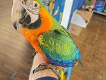 Catalina Macaw for sale - photo 2