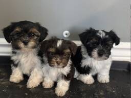 Ces adorables chiots Biewer Yorkie cherchent leur famille pour la vie !