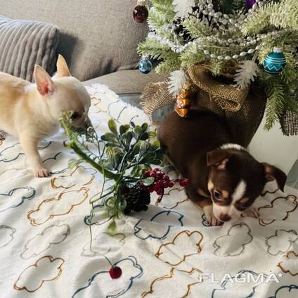 Ces adorables mini chihuahuas sont aussi mignons que petits. Poids adulte estimé : 1,6 à