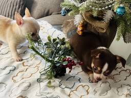 Ces adorables mini chihuahuas sont aussi mignons que petits. Poids adulte estimé : 1,6 à