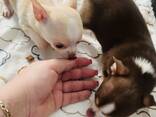 Ces adorables mini chihuahuas sont aussi mignons que petits. Poids adulte estimé : 1,6 à - photo 3