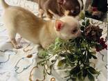 Ces adorables mini chihuahuas sont aussi mignons que petits. Poids adulte estimé : 1,6 à - photo 9