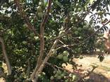 Chandler -Fernor Walnut Saplings (Tree) - photo 5