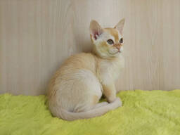 Chatons Birmans Prêts à rejoindre leur famille