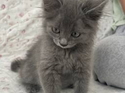 Chatons Bleu Russe • ​​Lignées TICA