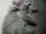 Chatons Bleu Russe • ​​Lignées TICA - фото 2