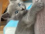 Chatons Bleu Russe • ​​Lignées TICA - фото 3