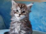 Chatons croisés Maine Coon cherchent une famille - фото 3