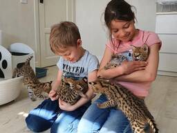 Chatons serval disponibles