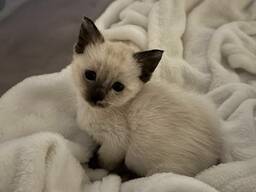 Chatons Siamois