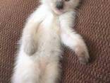 Chatons Siamois - фото 1