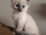 Chatons Siamois - фото 2