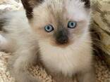 Chatons Siamois - фото 3