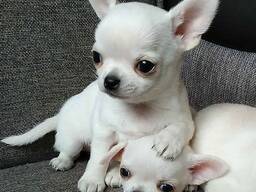 Chihuahua puppies