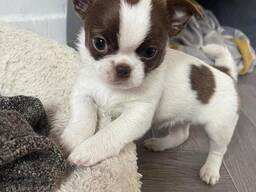 Chihuahua puppy