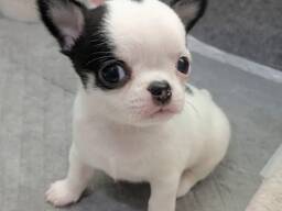 Chihuahua puppy
