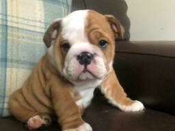 Chiots Bouledogue Anglais d'Élite – Qualité Premium