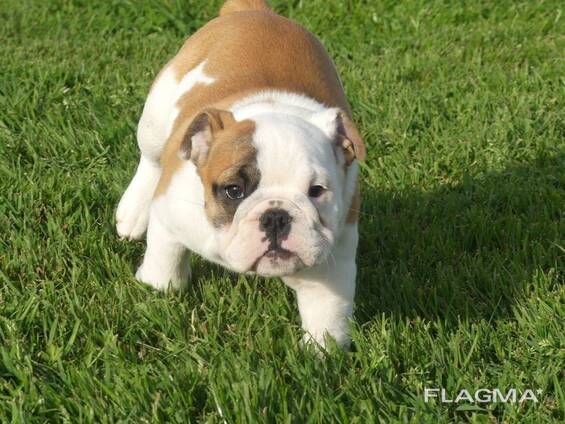 Chiots Bulldog Anglais mâles et femelles à vendre.