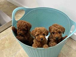 Chiots caniches nains de pure race. Nés le 18 octobre. Prêts à rejoindre leur famille pour