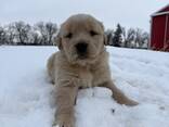 Chiots Golden Retriever élevés à la ferme - photo 2