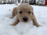 Chiots Golden Retriever élevés à la ferme - photo 3