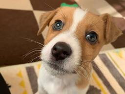 Chiots Jack Russell Micro d'Élite